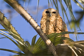Pel's Fishing Owl