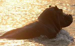 Hippo