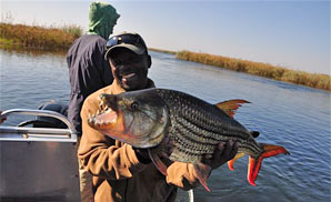 Tiger fish