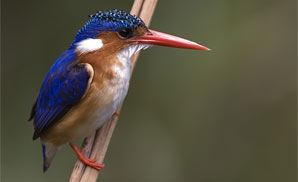 Kingfisher