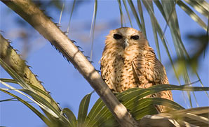 Pel's fishing owl